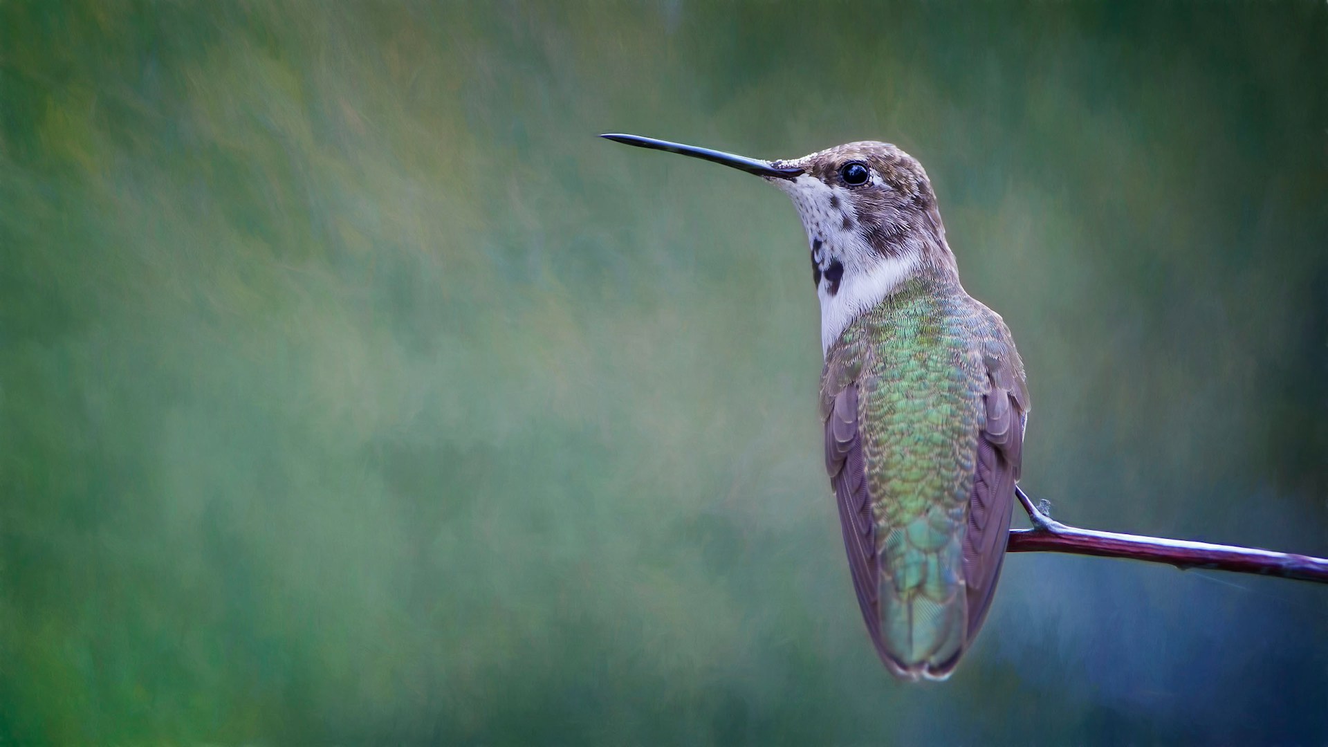 shallow focus photography of gray and green bird on tree branch